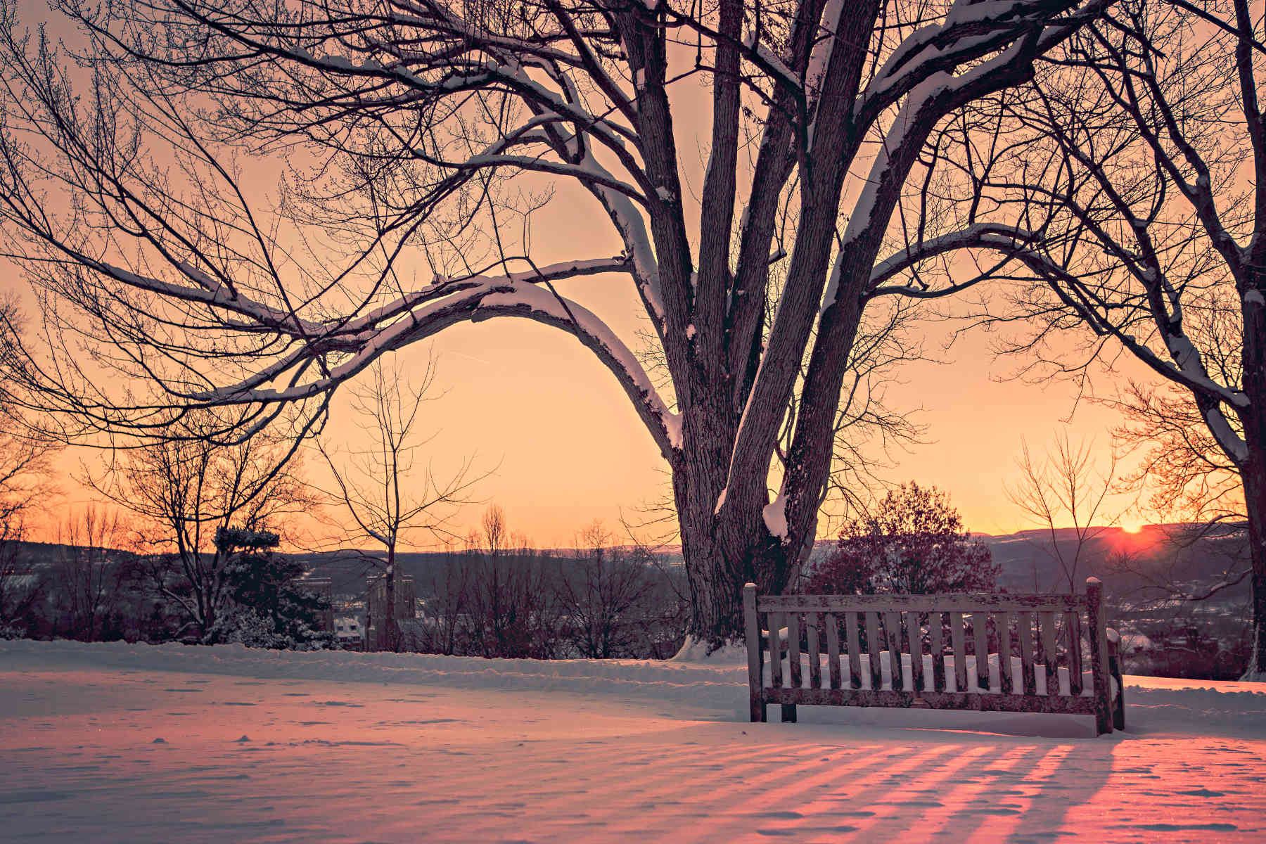 grand arbre en hiver