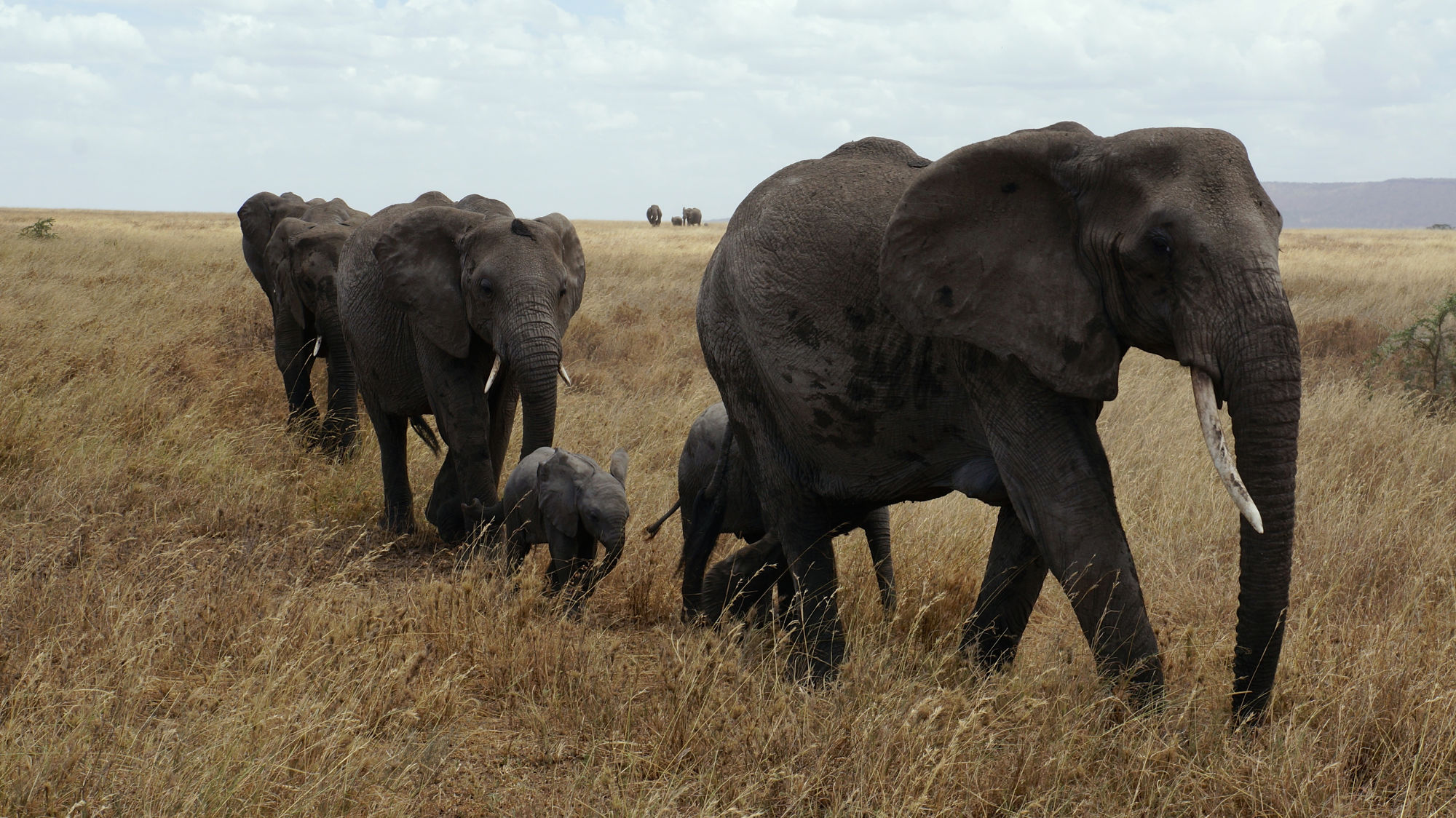 troupeau d'éléphants